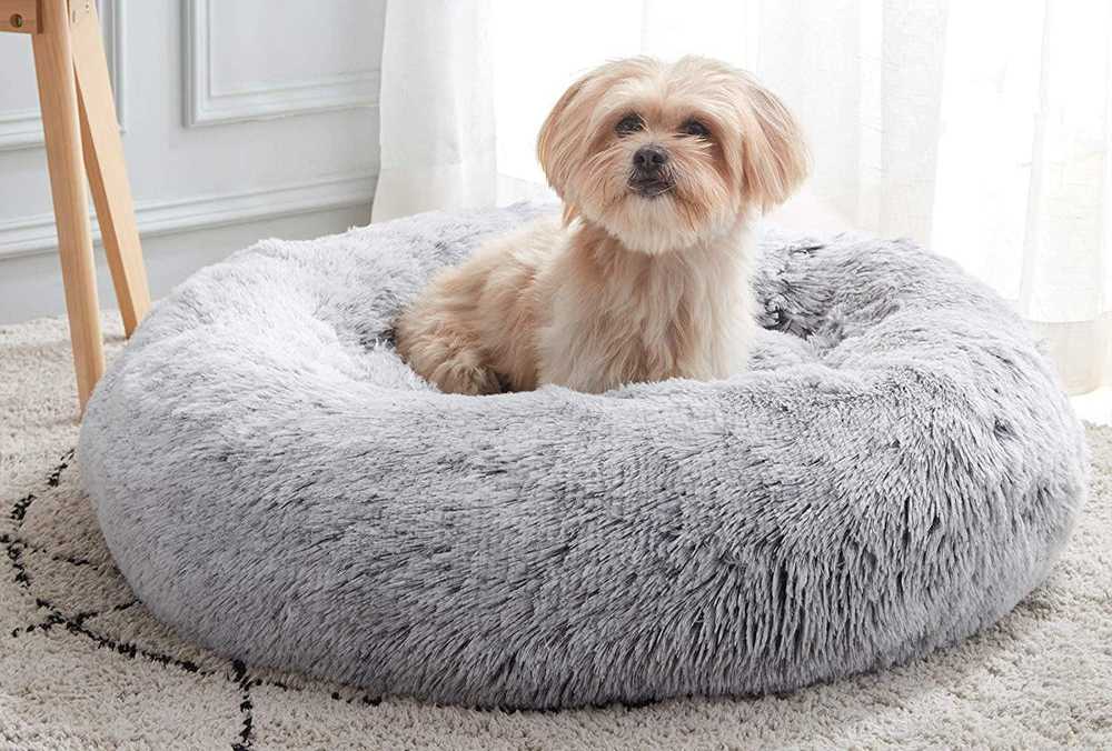 Dog Bed buying guide